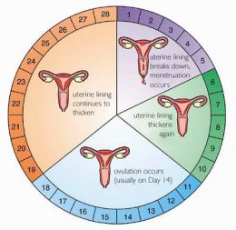 Регулируем менструальный цикл
