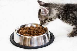 Какой корм для кошек самый лучший?
